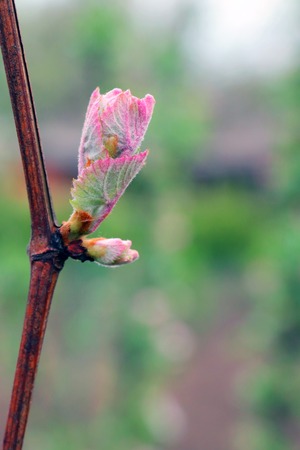 Bud of grapes on the backgroundの写真素材