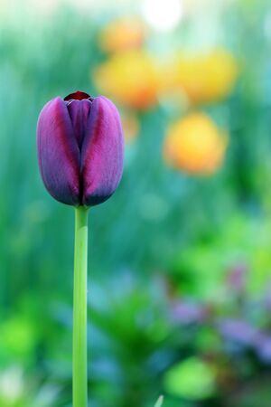 beautiful maroon tulip, big bugの写真素材