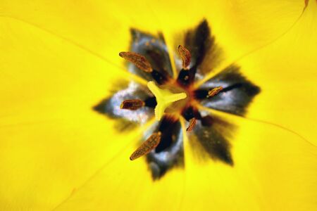 open yellow Tulip under the sunの写真素材