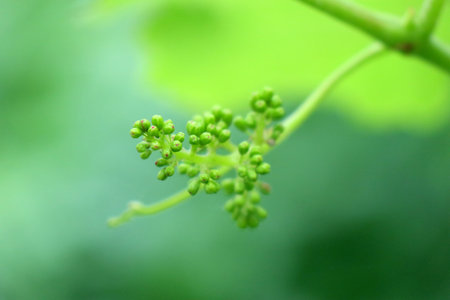 young bunch of grapes
