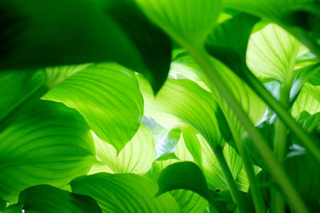 leaf of Hosta as background