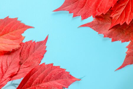 autumn colorful fallen leaves on the green grassの写真素材