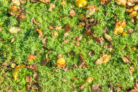 autumn colorful fallen leaves on the green grass