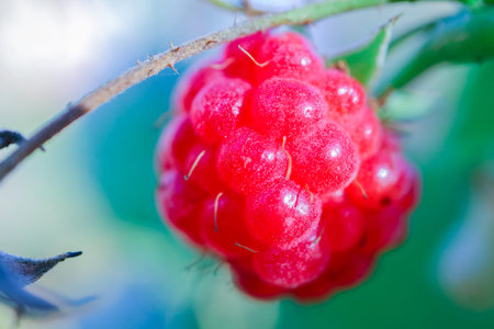 berry raspberry macro as a beautiful backgroundの写真素材