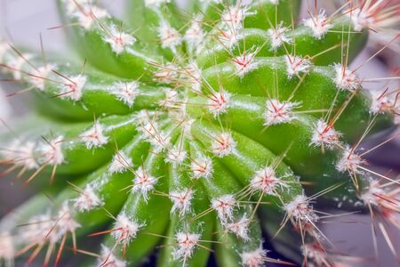 cactus on a beautiful background close upの写真素材