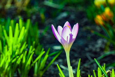blue Crocus flower on a beautiful background macroの写真素材