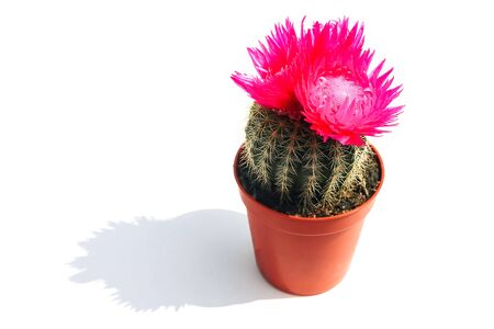 blooming cactus on a colored background pattern top viewの写真素材