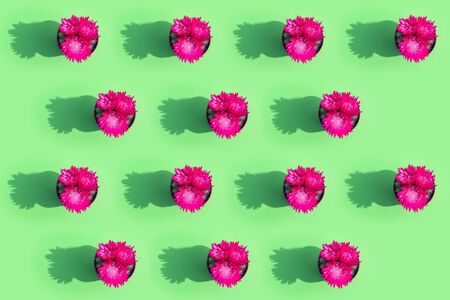 blooming cactus on a colored background pattern top viewの写真素材