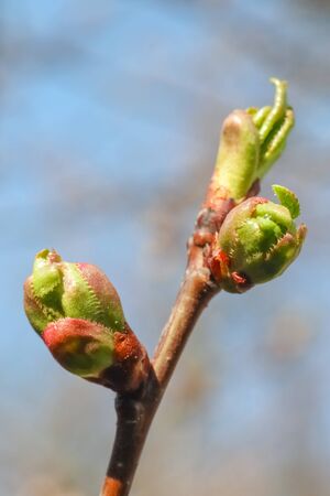 young leaves on tree branches as background. High quality photoの写真素材