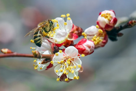 budding trees with a bee close up. High quality photo