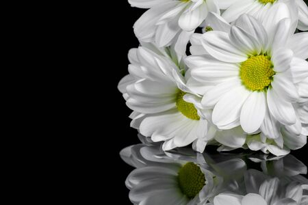 bouquet of chrysanthemums on a black background. High quality photoの写真素材