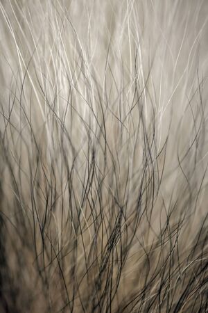 wool fur of animals macro as background. High quality photoの写真素材