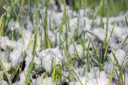 green grass covered with snow as background. High quality photoの写真素材