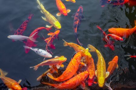 carp Chinese koi colorful fish swim in the water top view of the entire frame . High quality photoの写真素材