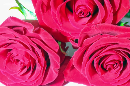 red roses on a purple background macro. High quality photoの写真素材