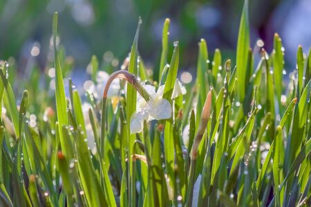 flowers daffodils covered with snow. High quality photoの写真素材