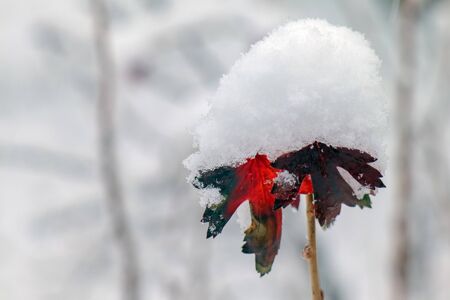 blackcurrant branch in winter with a snow capの写真素材