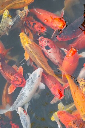 carp Chinese koi colorful fish swim in the water top view of the entire frame . High quality photoの写真素材