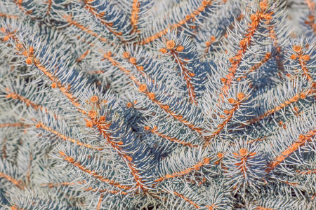spruce branches as a close-up background. High quality photoの写真素材