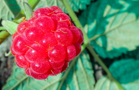 berry raspberry macro as a beautiful background . High quality photoの写真素材