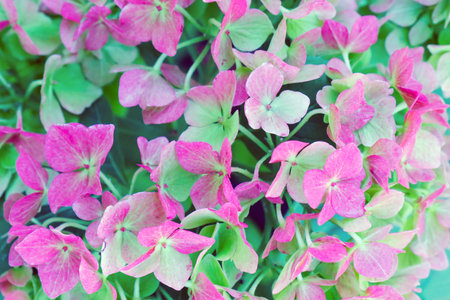 hydrangea flowers for the entire frame as a background. High quality photo