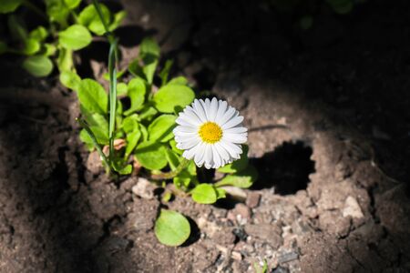 chamomile flower in a ray of lightの写真素材