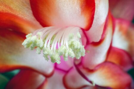 red flower of the Decembrist as a close up macro. High quality photoの写真素材