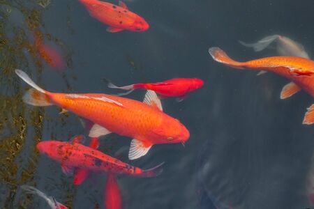carp Chinese koi colorful fish swim in the water top view of the entire frame . High quality photoの写真素材
