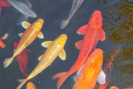 carp Chinese koi colorful fish swim in the water top view of the entire frame . High quality photoの写真素材