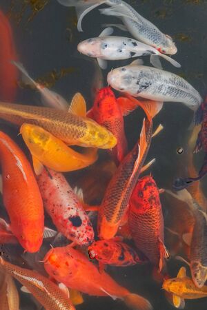 carp Chinese koi colorful fish swim in the water top view of the entire frame . High quality photoの写真素材