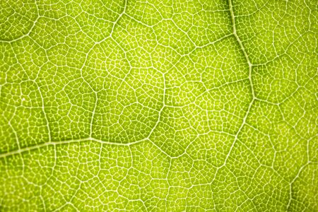 the structure of a green tree leaf as a macro background. High quality photoの写真素材