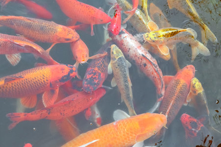 carp Chinese koi colorful fish swim in the water top view of the entire frame