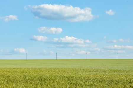 a field of green wheat against a blue sky close up for the entire frame