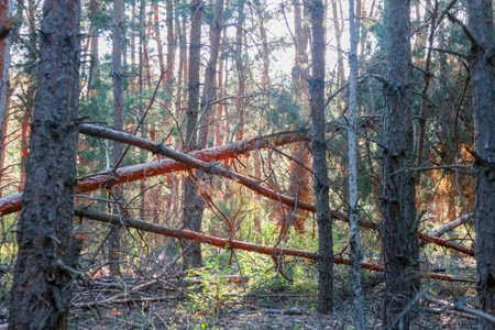 old pine forest. fancy shapes of old trees