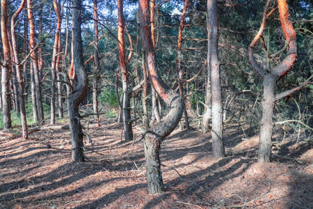 old pine forest. fancy shapes of old trees