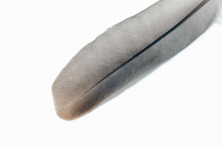 pigeon feather close-up on a white backgroundの写真素材