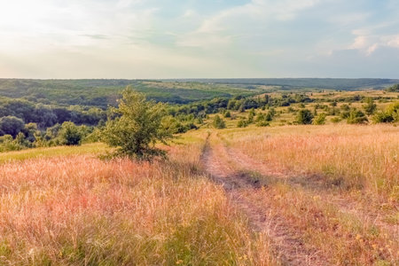 A large green field with trees in the background. the road that goes into the distance