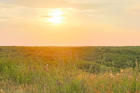 field of grass with trees in the background against the sunsetの写真素材
