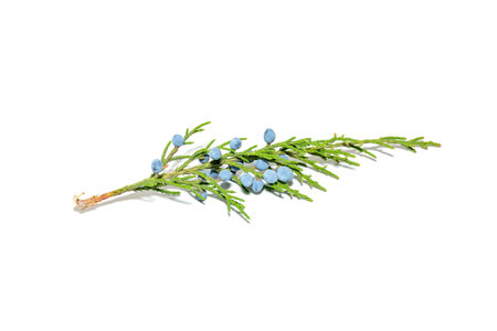 juniper branch with fruit on a white background