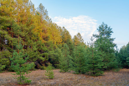 autumn forest landscape with blue sky background