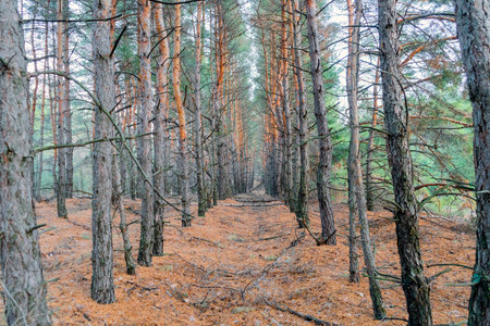 autumn forest landscape with blue sky background