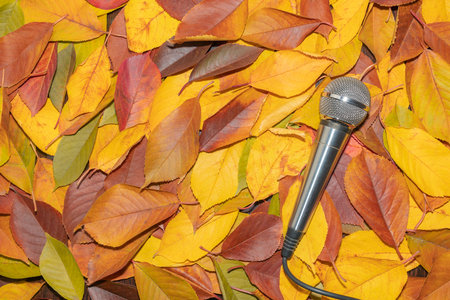 microphone on yellow autumn leaves close up as backgroundの写真素材