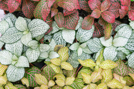 tropical plant leaves close up as backgroundの写真素材