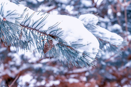 pine branch with a bump close-up as background