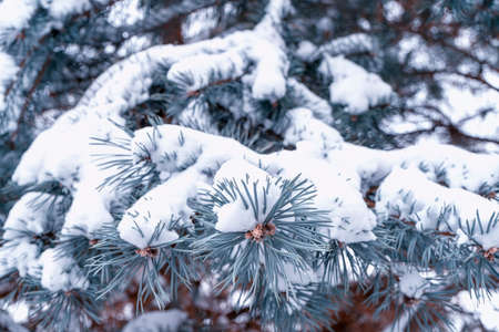 pine branch with a cone close up against the blue skyの写真素材