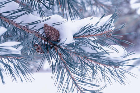 pine branch with a bump close-up as backgroundの写真素材