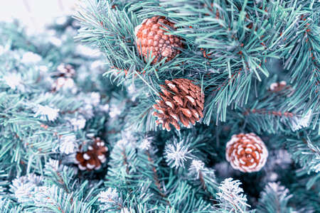 pine branch with a bump close-up as backgroundの写真素材