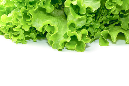 lettuce leaf on a white background close-up. isolateの写真素材