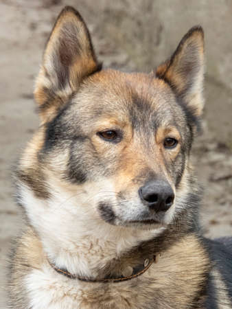 portrait of a young dog laika. close-upの写真素材