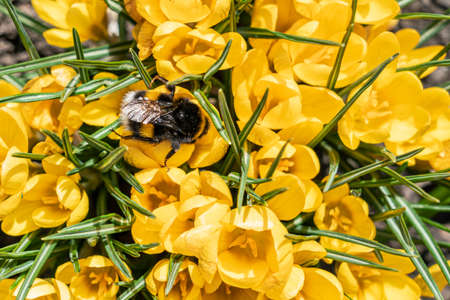bumblebee on yellow crocus flowers close-up. top viewの写真素材